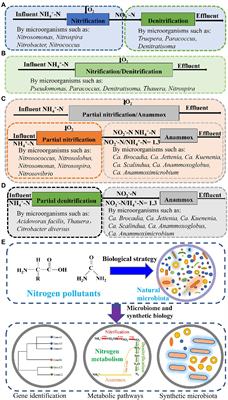 Frontiers | Advances In Studies On Microbiota Involved In Nitrogen ...